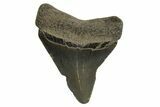Juvenile Megalodon Tooth - Georgia #329834-1
